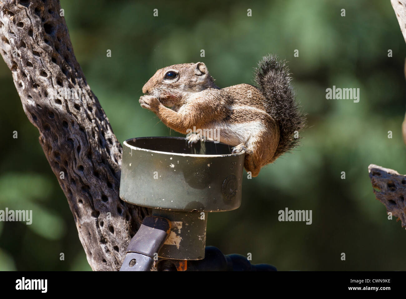 Écureuil à queue ronde, Xerospermophilus tereticaudus, mangeoire à oiseaux raude dans le désert de Sonoran, dans le sud de l'Arizona. Banque D'Images