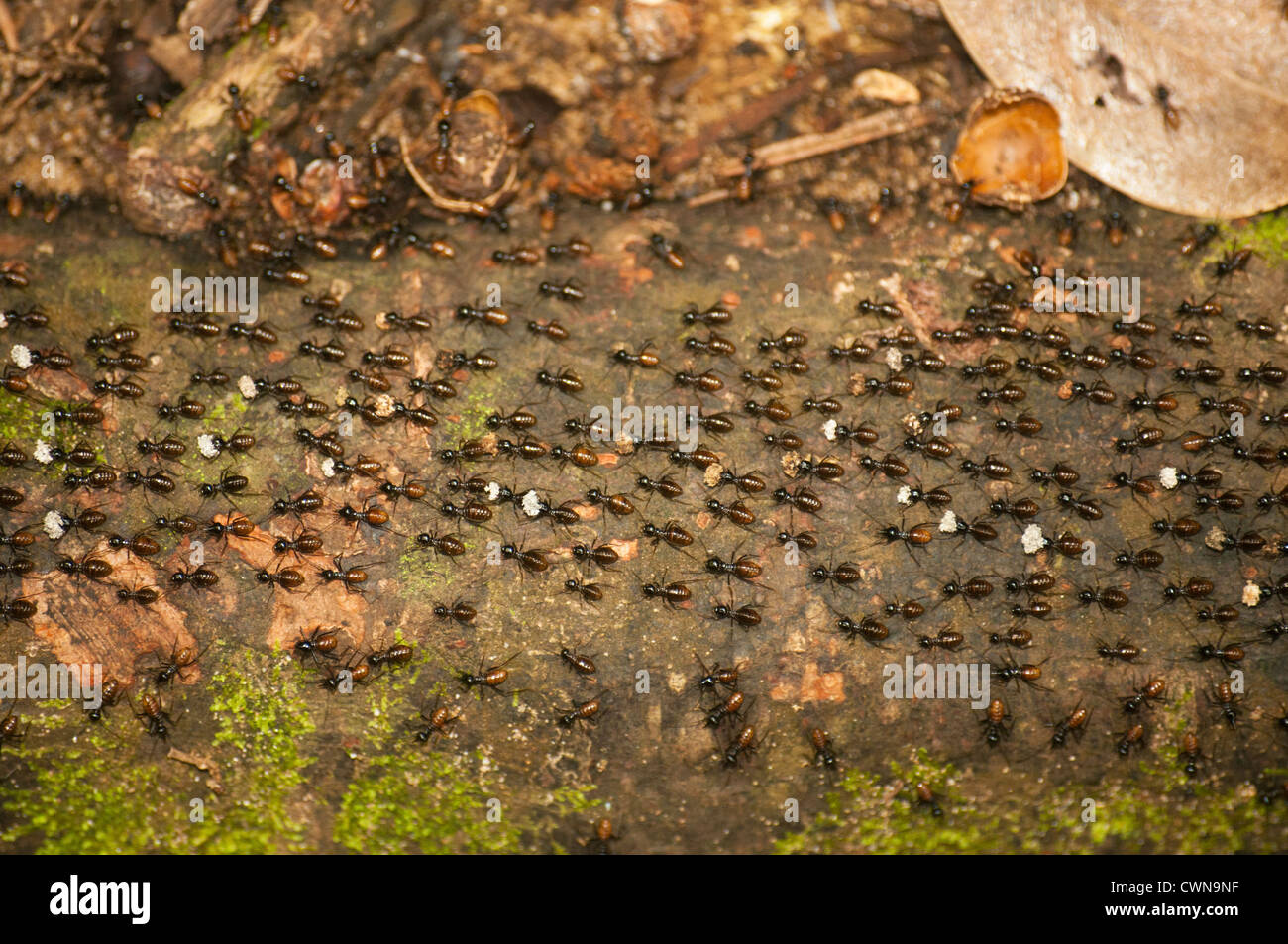 Les termites d'affluer, parc national de Bako au Sarawak, Bornéo, Malaisie Banque D'Images