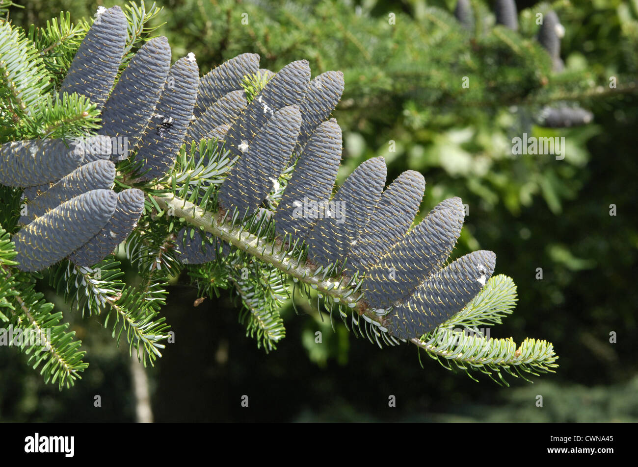 Korean Sapin Abies koreana (Pinaceae) Banque D'Images