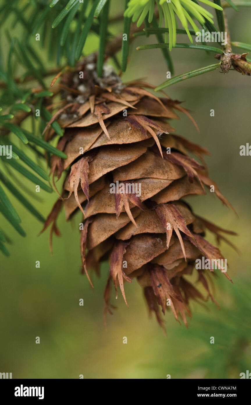 Abies, Picea, Pinus, pin, sapin, épicéa, Banque D'Images