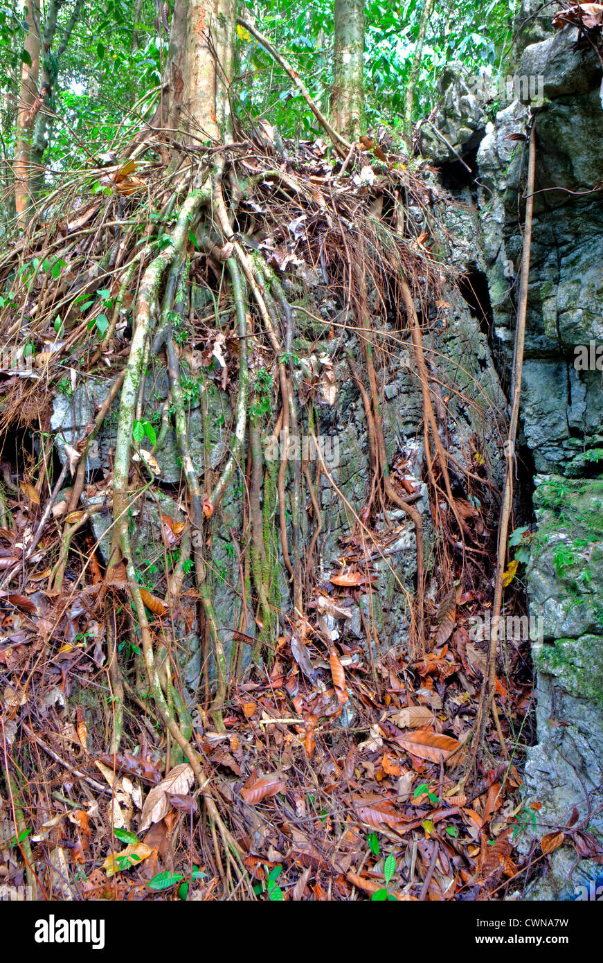 Les racines sur la roche, Gulung Mulu National Park, Bornéo, Malaisie Banque D'Images