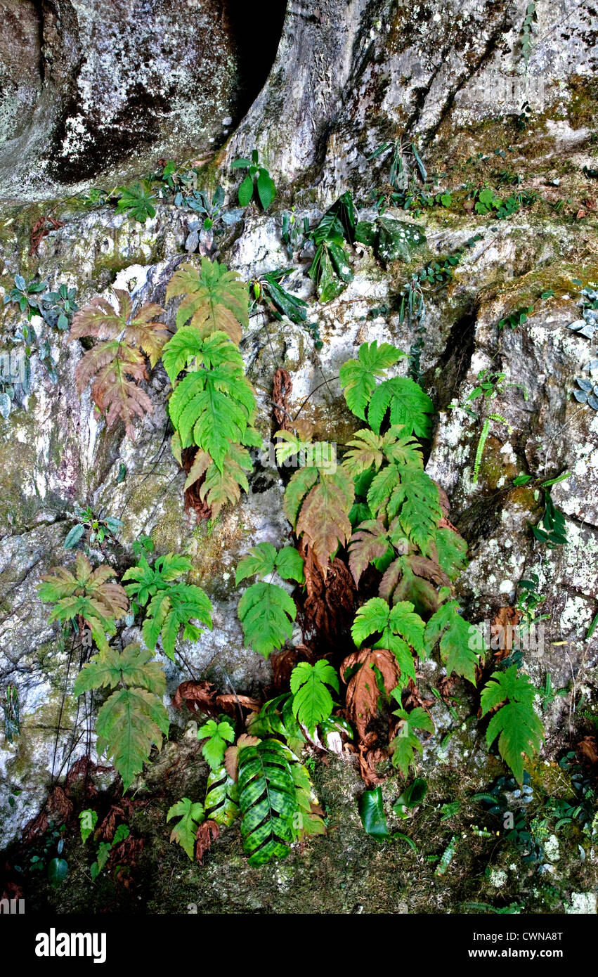 Fougères à l'entrée de la Grotte du Vent, Gulung Mulu National Park, Bornéo, Malaisie Banque D'Images