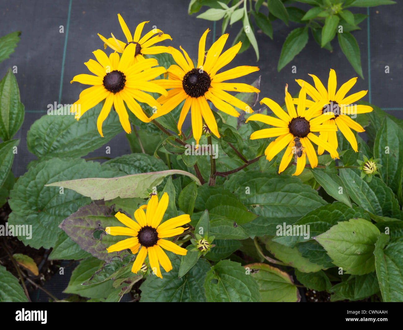 Marguerite jaune vif comme des fleurs de Rudbeckia 'Goldstrum' une fleur de  jardin Photo Stock - Alamy
