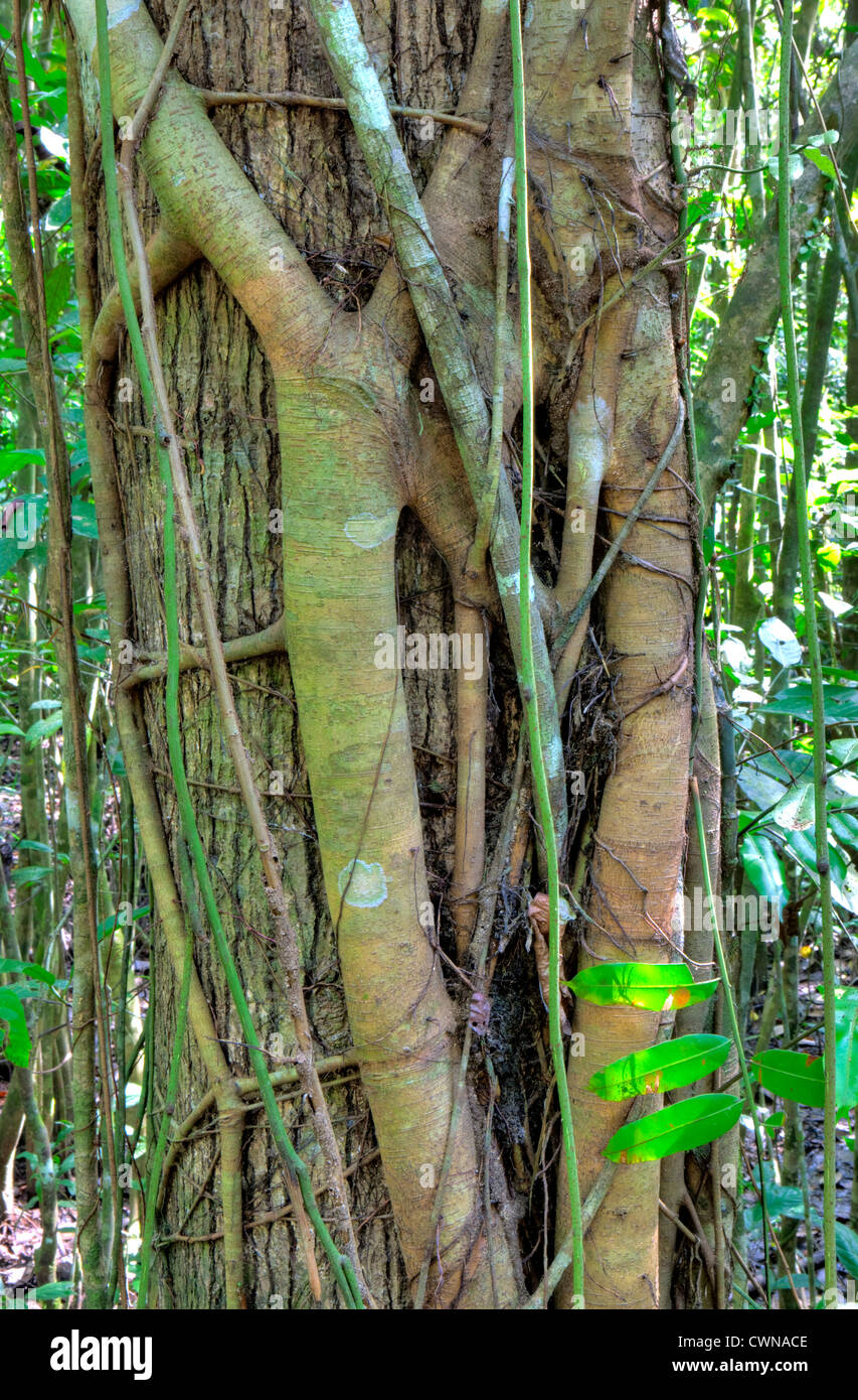 Stangler Fig, rainforest, Abai Jungle, Bornéo, Malaisie Banque D'Images