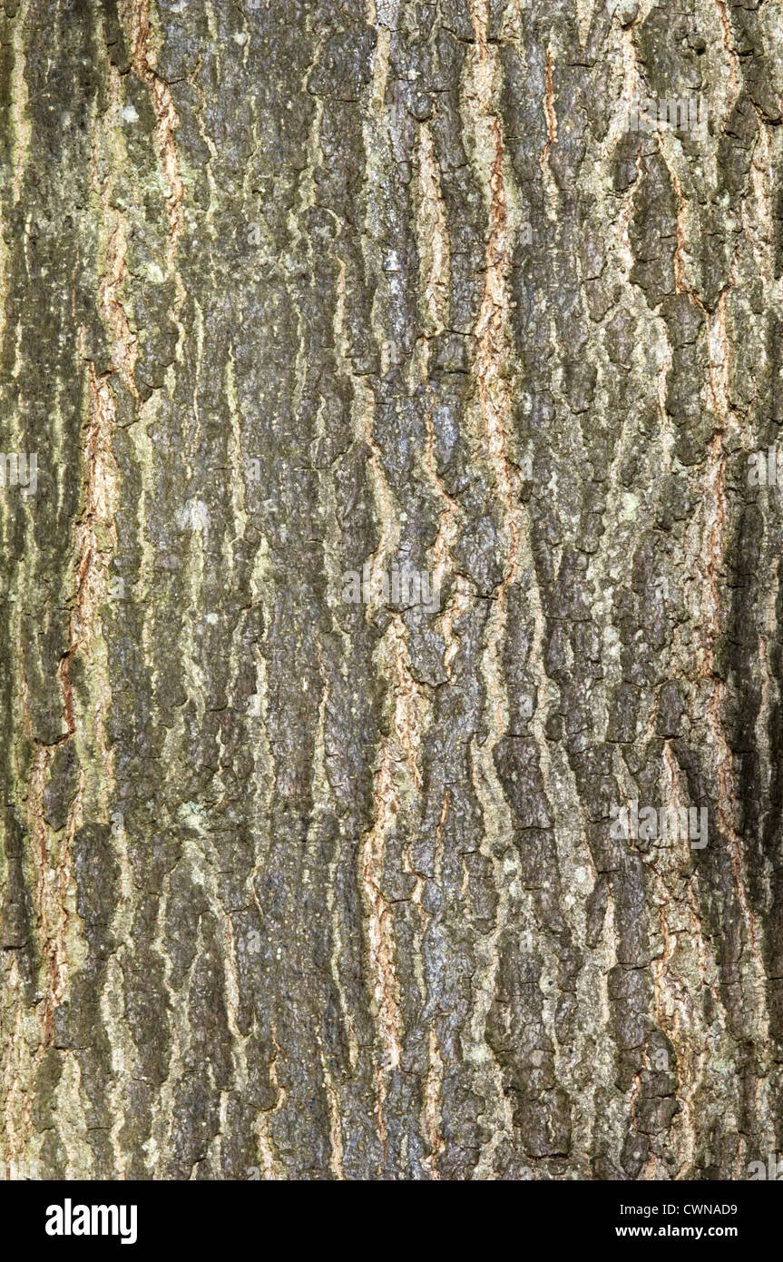 Pin Oak Quercus palustris (Fagaceae) Banque D'Images