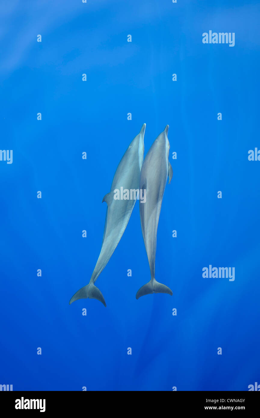 Les Dauphins tachetés pantropicaux, Stenella attenuata, Schlankdelfine, Maldives, paire natation sous l'eau Banque D'Images