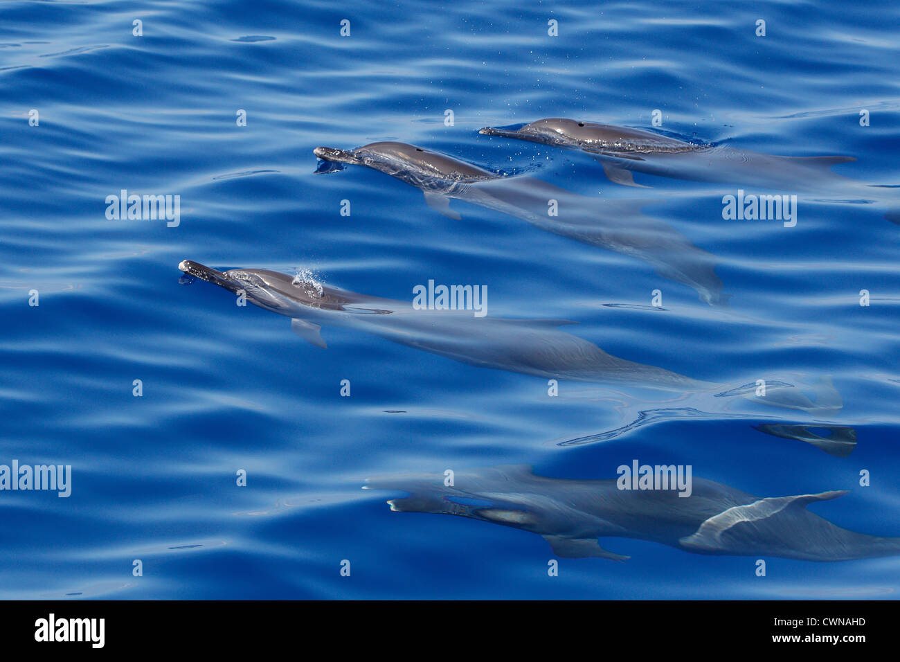 Les Dauphins tachetés pantropicaux, Stenella attenuata, Schlankdelfine, Maldives, groupe surfacing Banque D'Images