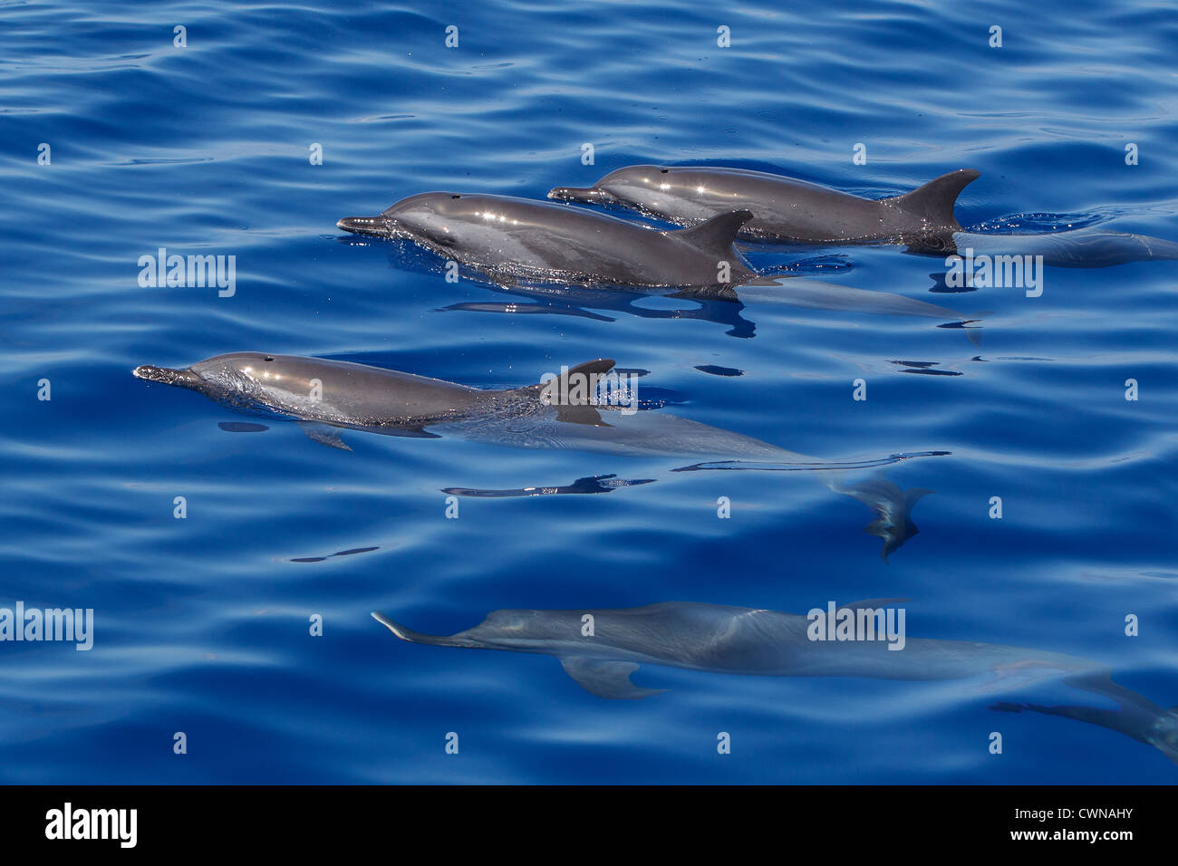 Les Dauphins tachetés pantropicaux, Stenella attenuata, Schlankdelfine, Maldives, groupe surfacing Banque D'Images