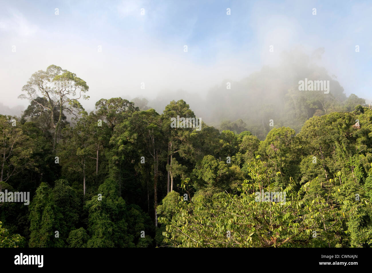 Morning Mist rising au large de la forêt tropicale primaire à diptérocarpacées, Danum Valley Conservation Area, Bornéo, Sabah, Malaisie Banque D'Images