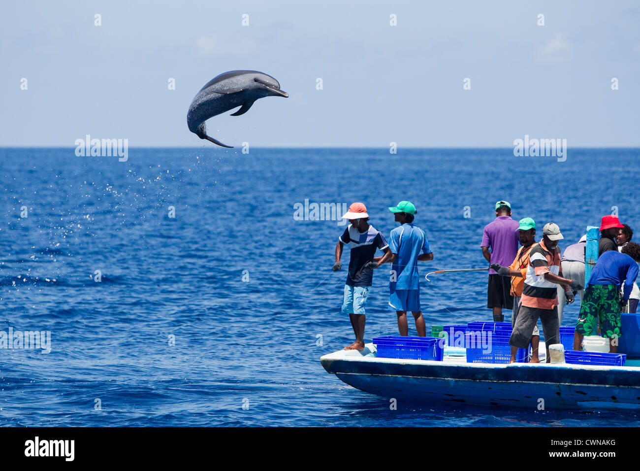 Dauphin tacheté Pantropical, bateau de pêche à la canne, les Maldives, les pêcheurs la pêche du thon à nageoires jaunes dans les Maldives Banque D'Images