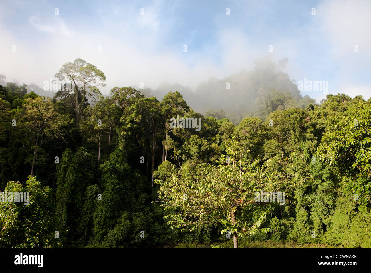 Morning Mist rising fif la forêt de diptérocarpacées primaire, Danum Valley Conservation Area, Bornéo, Sabah, Malaisie Banque D'Images