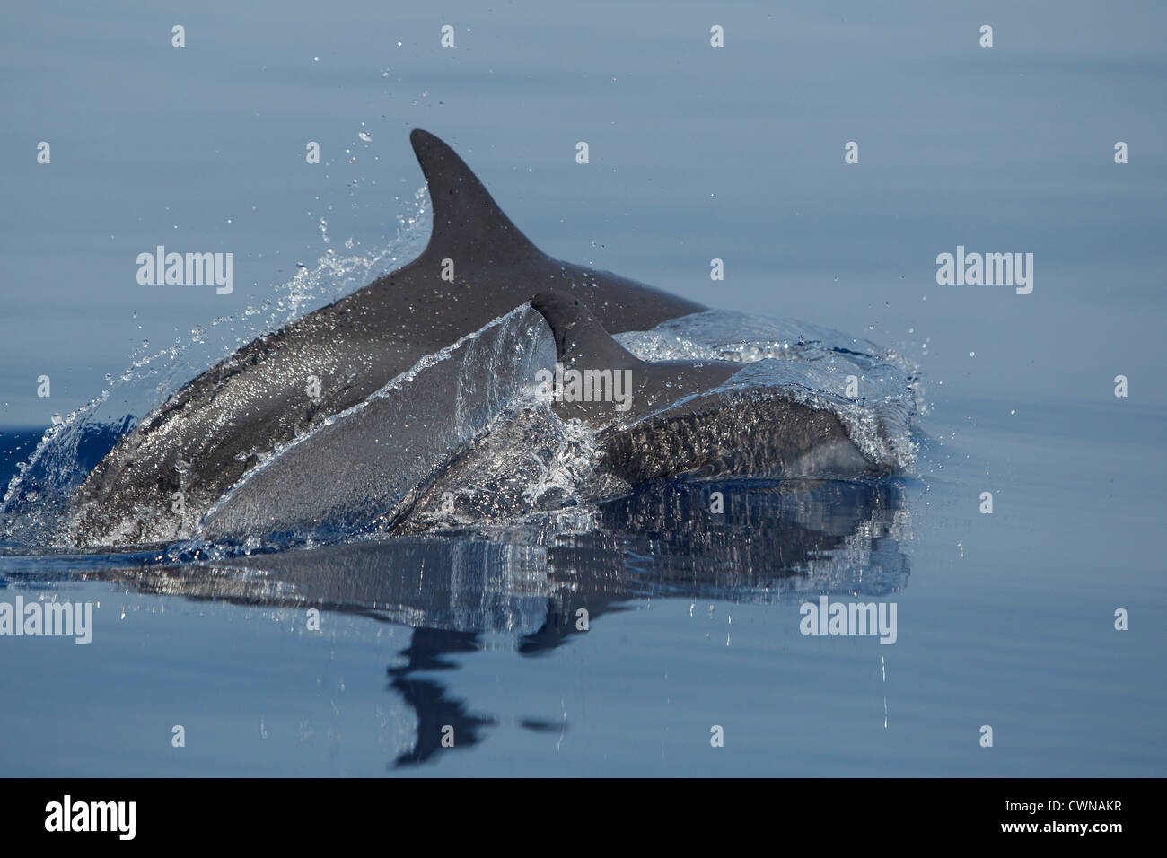 Les Dauphins tachetés pantropicaux, Stenella attenuata, Schlankdelfine, mère et son petit surfaçage, Maldives Banque D'Images