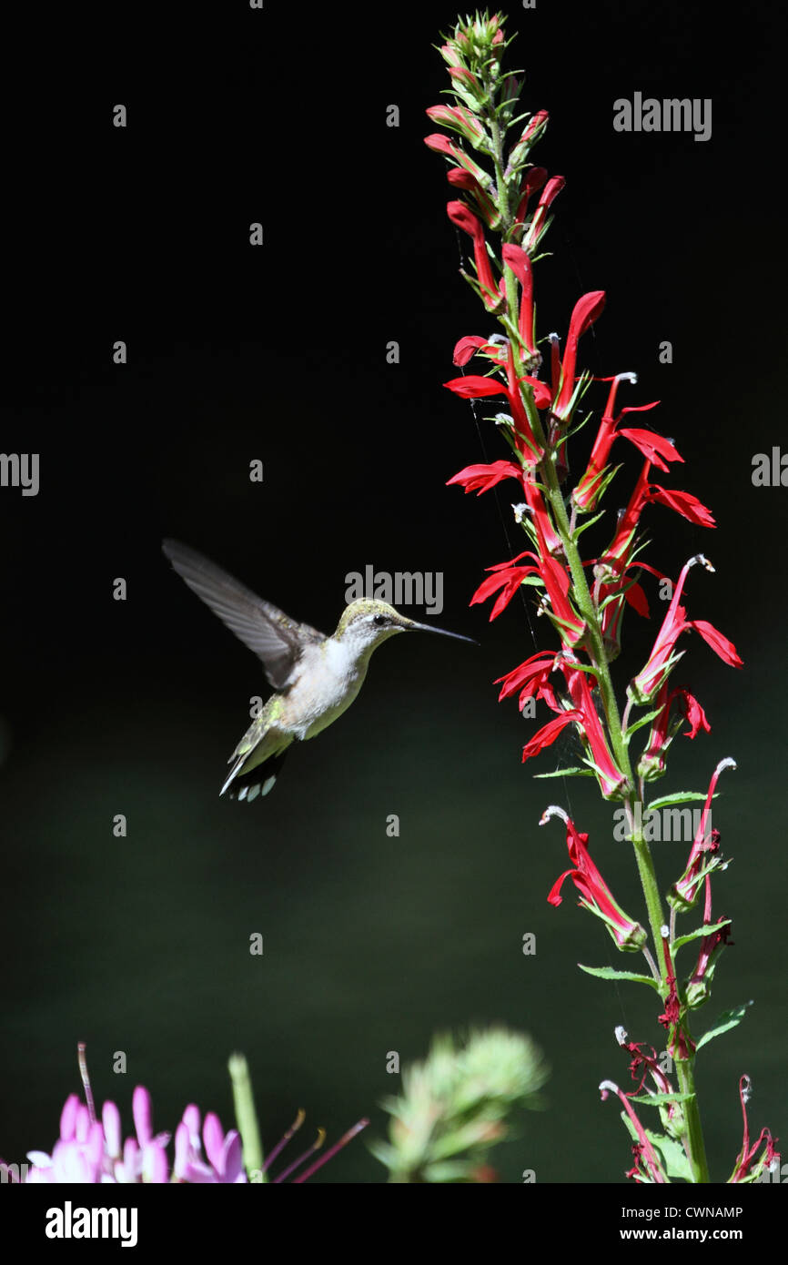 Un Colibri à gorge rubis (Archilochus colubris, battant à un cardinal fleur, Lobelia cardinalis. Femelle ou mâle immature. Banque D'Images