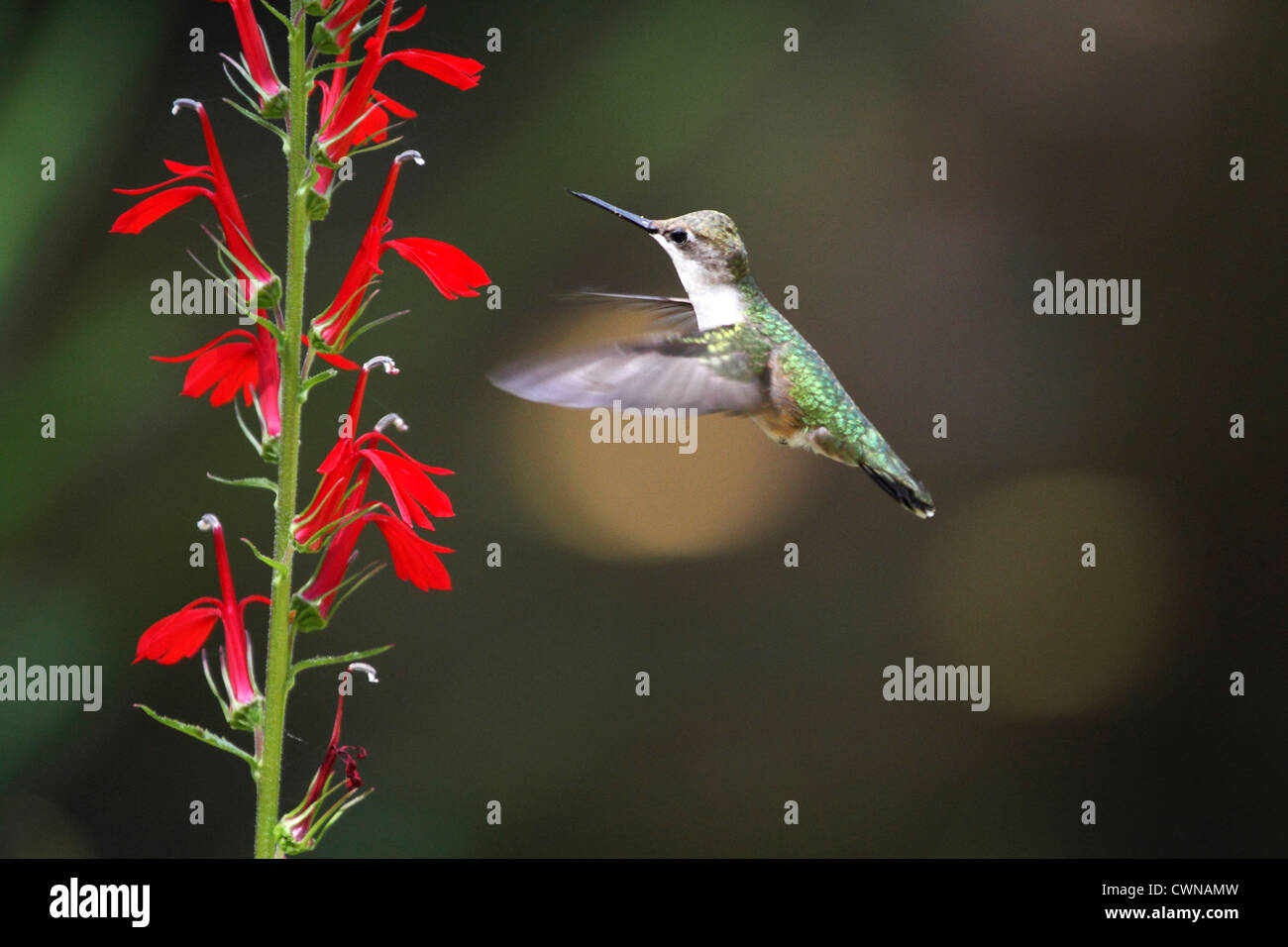 Un Colibri à gorge rubis (Archilochus colubris, battant à un cardinal fleur, Lobelia cardinalis. Femelle ou mâle immature. Banque D'Images