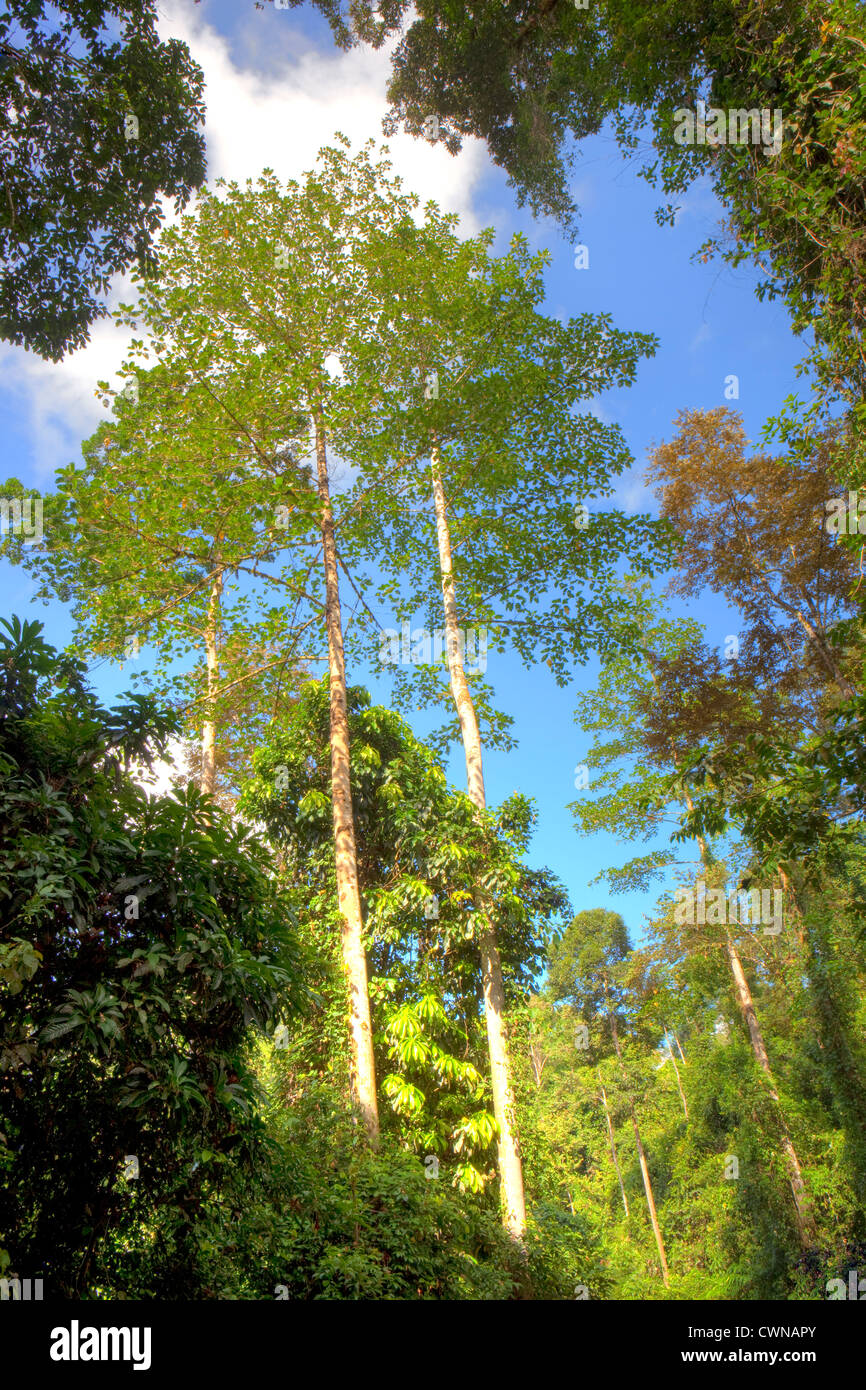 Les arbres en forêt primaire à diptérocarpacées, Danum Valley Conservation Area, Bornéo, Sabah, Malaisie Banque D'Images
