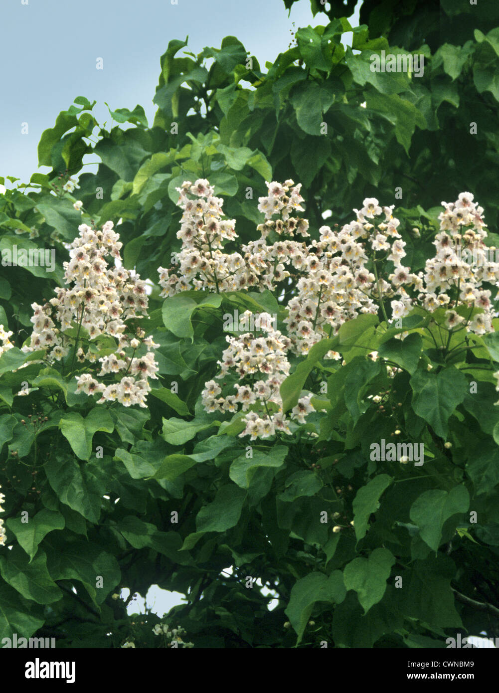 Bean (Sud de l'arbre indien) Catalpa Catalpa bignonioides (BIGNONIACEAE) Banque D'Images