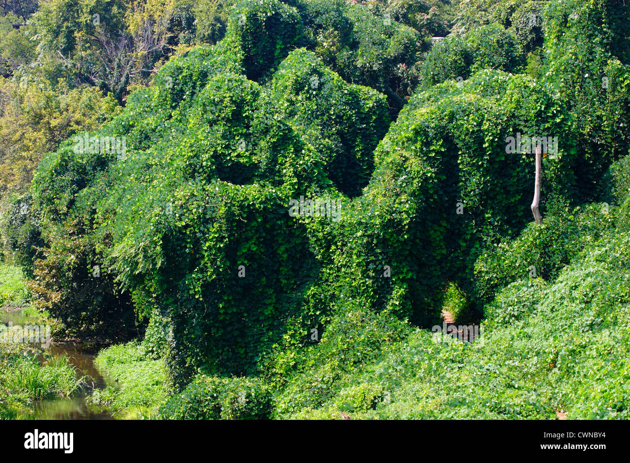Colline envahie par la plante kudzu (Pueraria lobata) . Les espèces envahissantes qui tue la vie des plantes indigènes. Richmond (Virginie) Banque D'Images