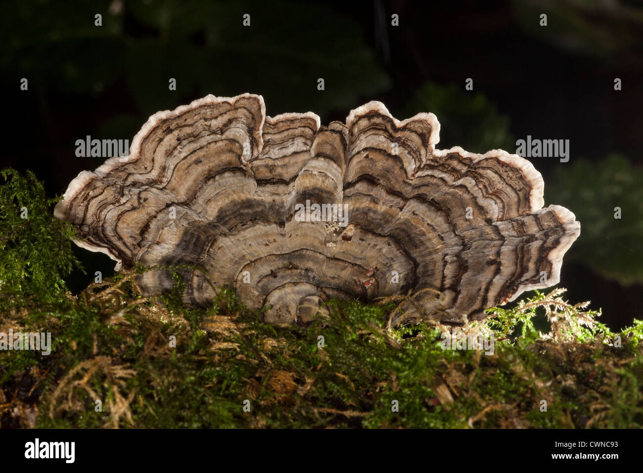 Turkeytail / Coriolus (Trametes versicolor), un champignon ; extraire PSK utilisée pour le cancer en médecine chinoise à base de plantes comme yun zhi Banque D'Images