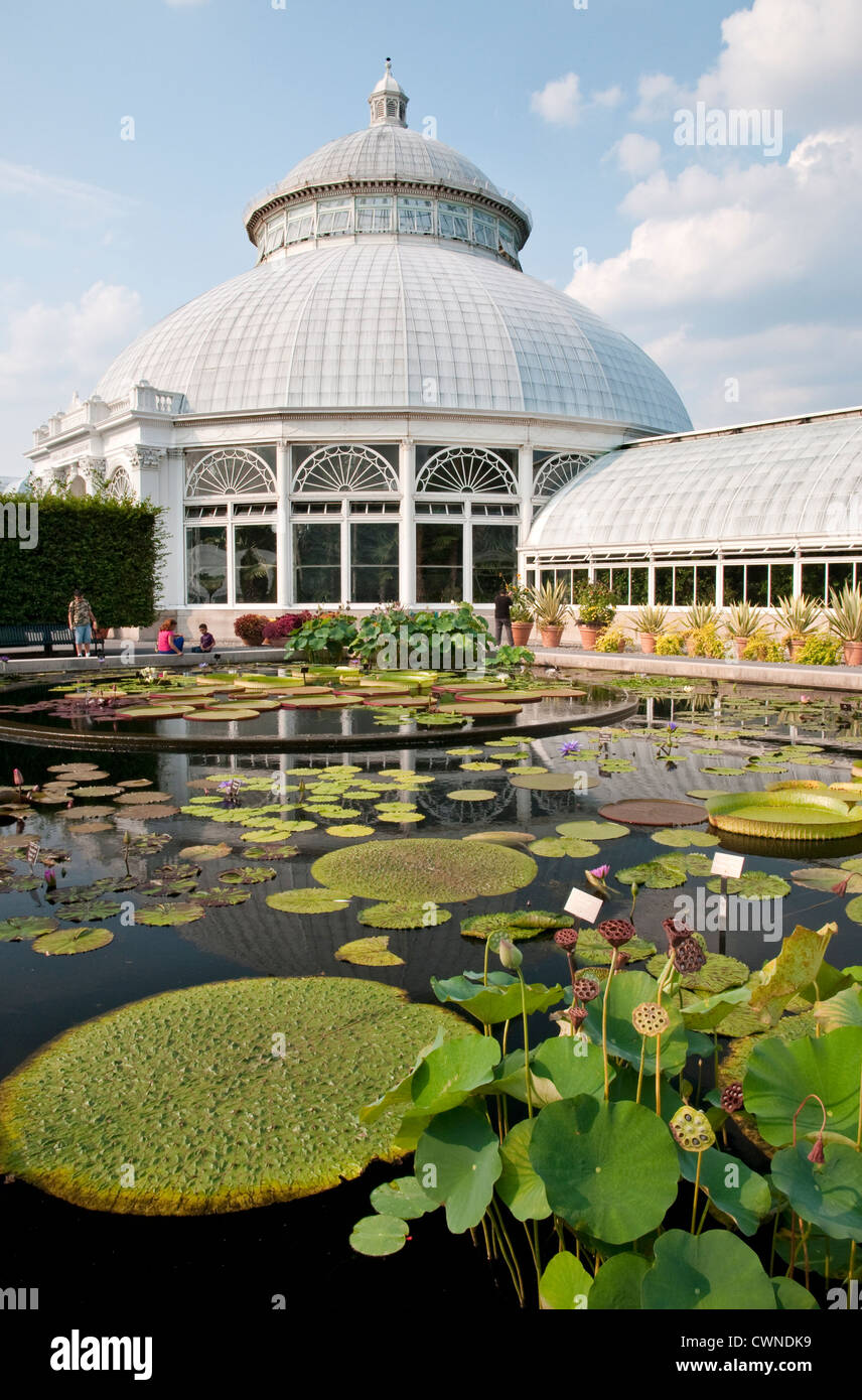 Des nénuphars au Conservatoire d'Enid A Haupt au jardin botanique de New York dans le Bronx, New York Banque D'Images