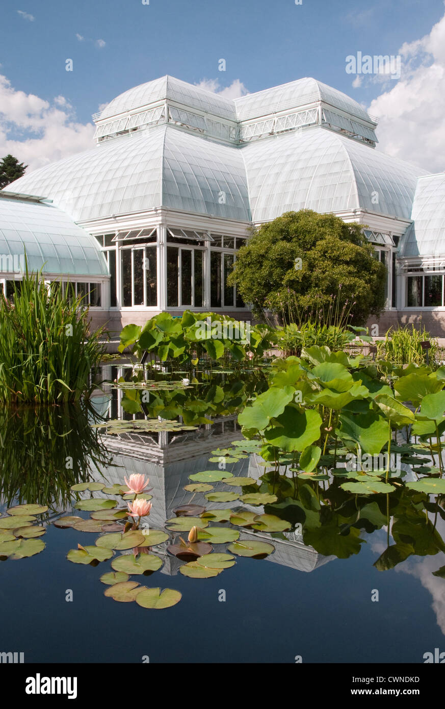 Des nénuphars au Conservatoire d'Enid A Haupt au jardin botanique de New York dans le Bronx, New York Banque D'Images