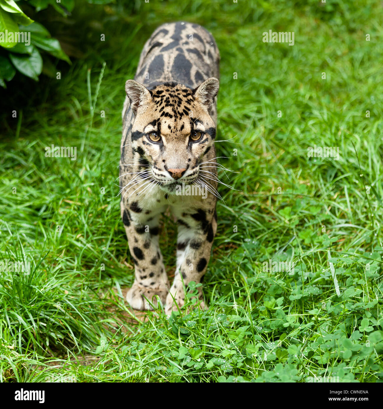 La panthère nébuleuse Neofelis nebulosa debout sur l'herbe Banque D'Images