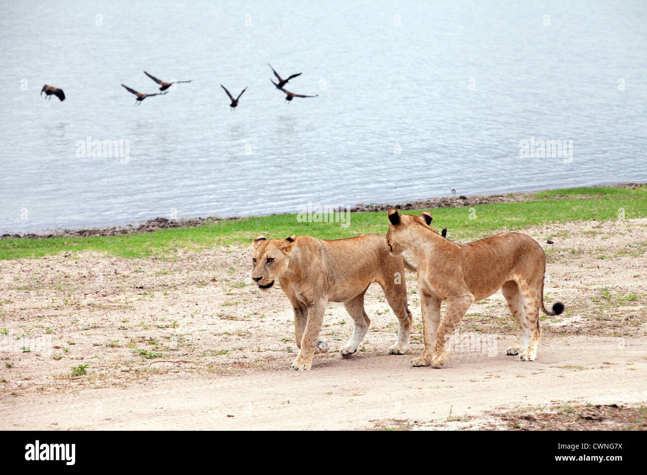 Deux lions immatures par marche Lake Manze, Selous, Tanzanie Afrique vue scène Banque D'Images