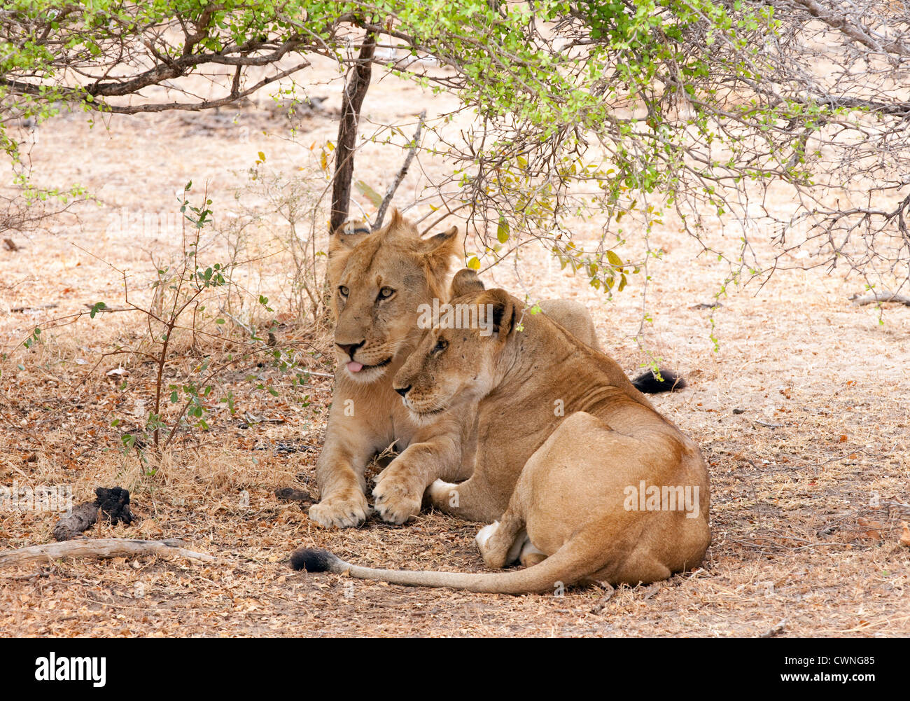 Une femelle adulte lion (Panthera leo) et son adolescent cub se reposant dans la réserve de gibier de Selous, Tanzanie Afrique Banque D'Images