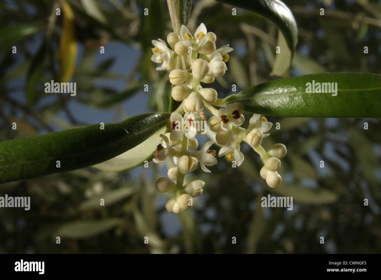 Photo : Steve Race - les arbres d'olive Arbequina en fleurs en Catalogne, Espagne. Banque D'Images