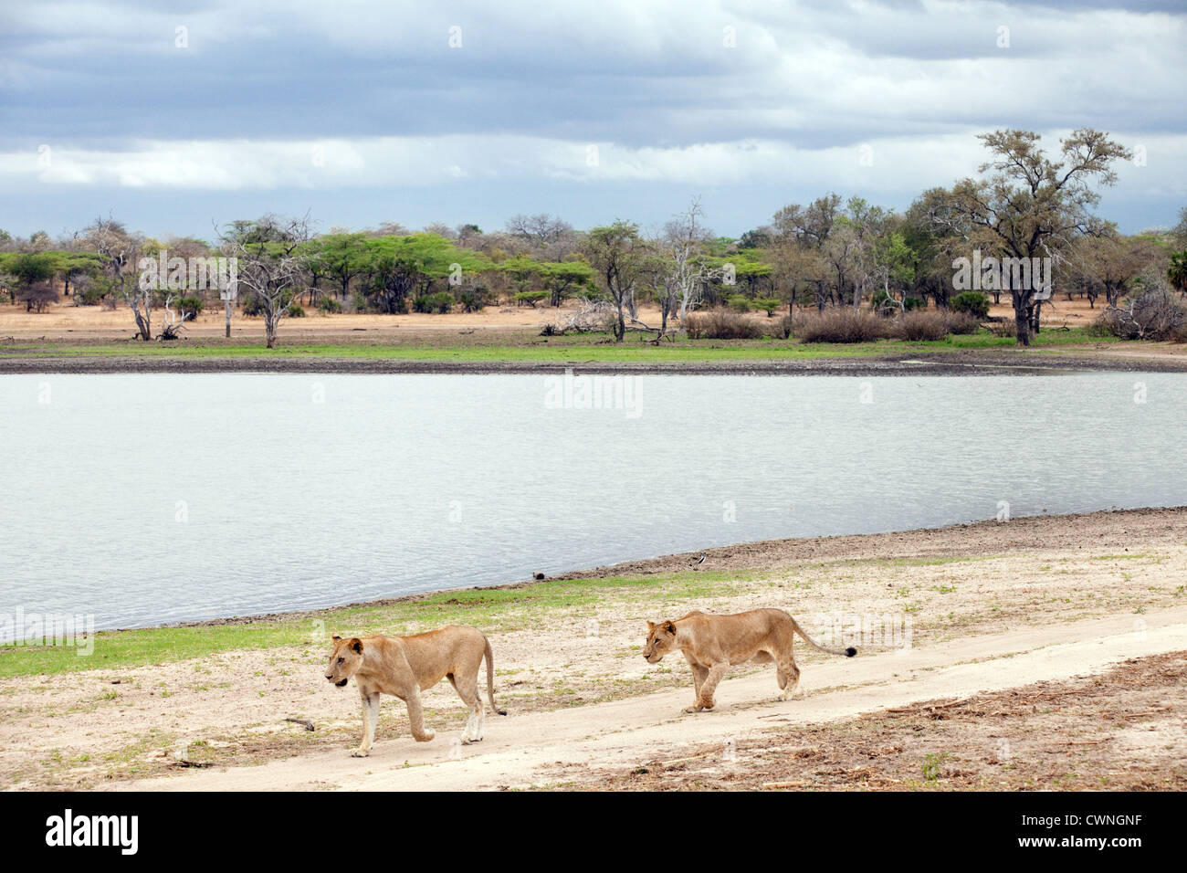 Deux lions marche sur la rive du lac Manze, le Selous, Tanzanie Afrique Banque D'Images