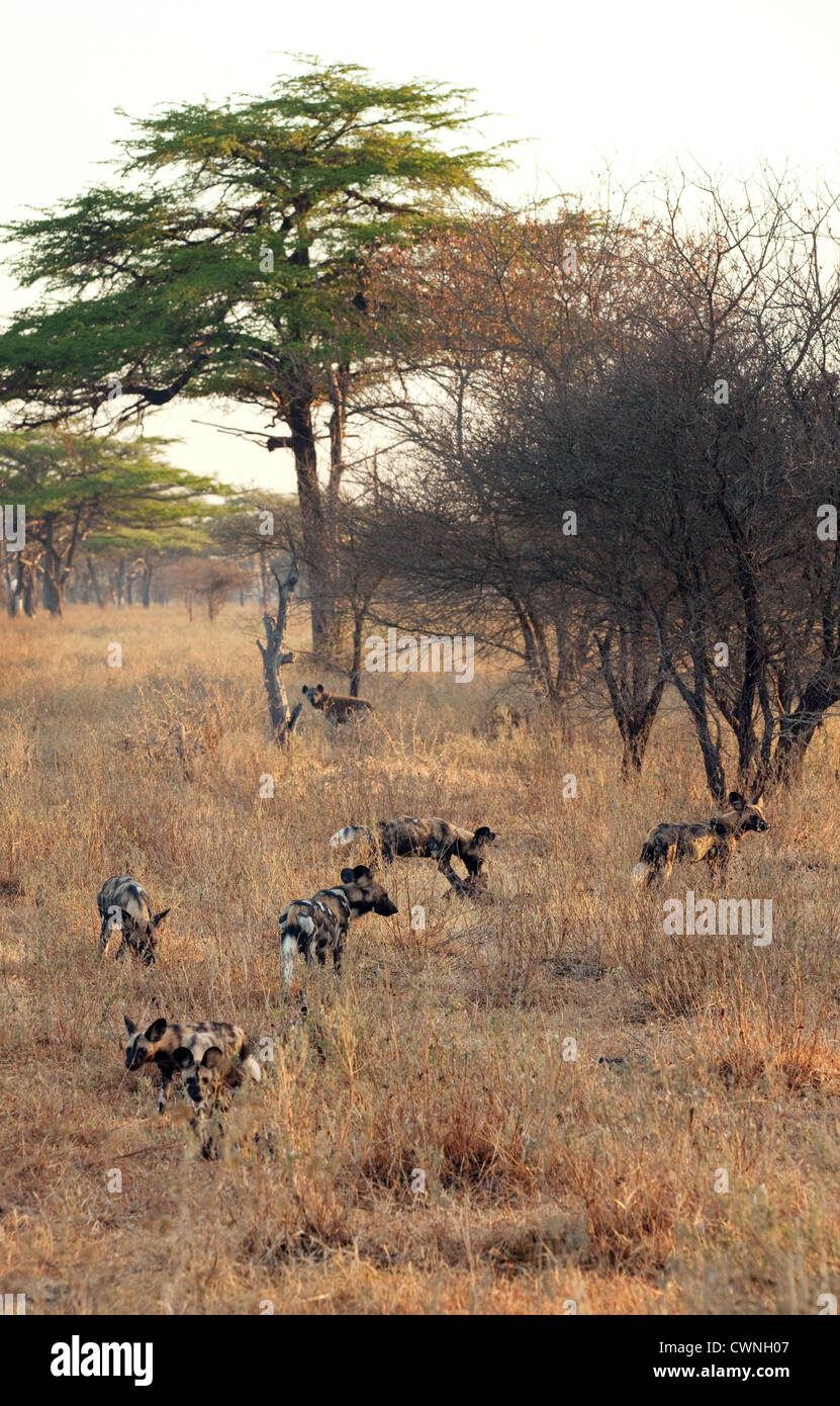 Un pack de Lycaons (Lycaon pictus), la chasse de Selous, Tanzanie Afrique Banque D'Images
