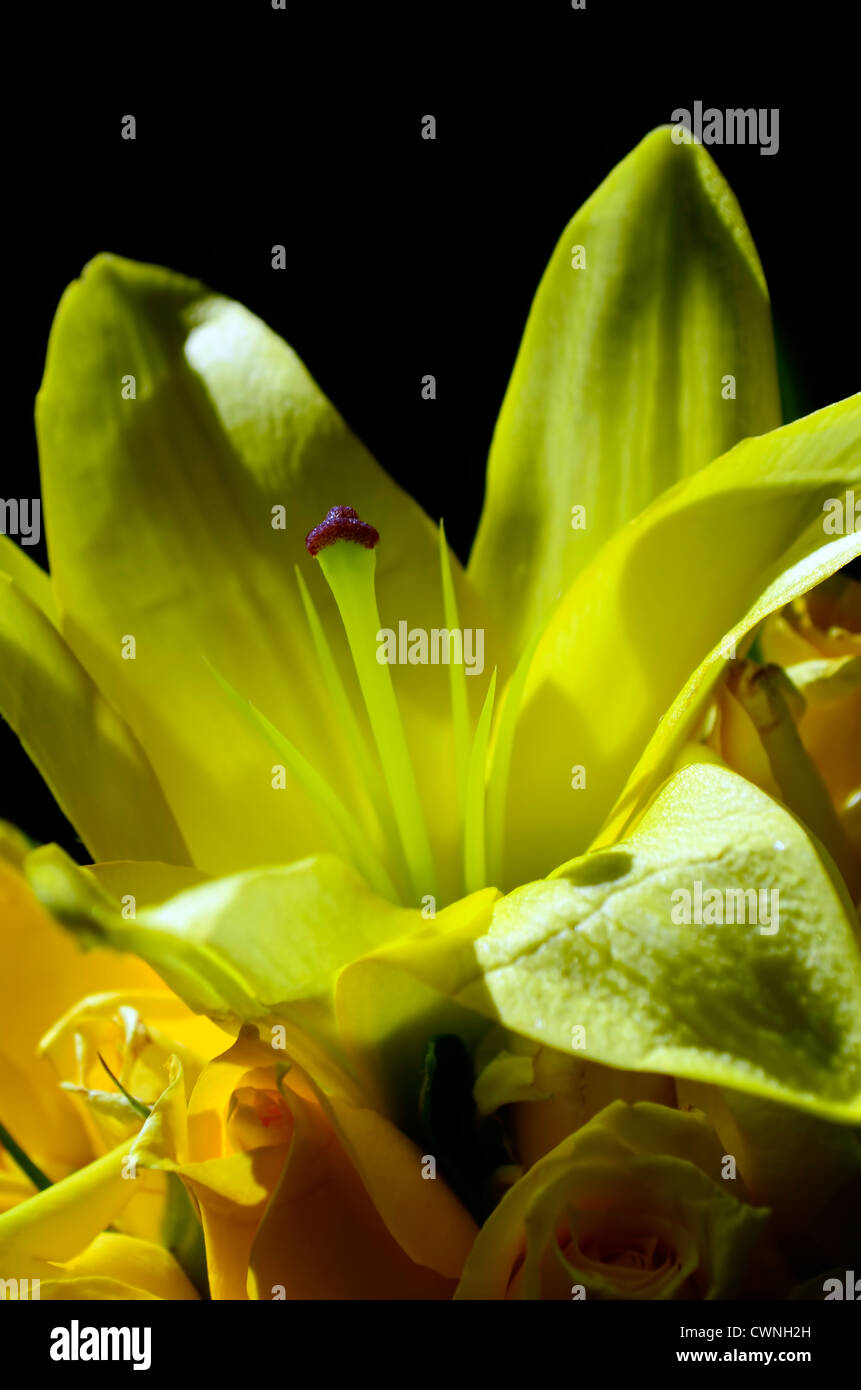 Close up of bouquet de mariage jaune sur fond noir Banque D'Images