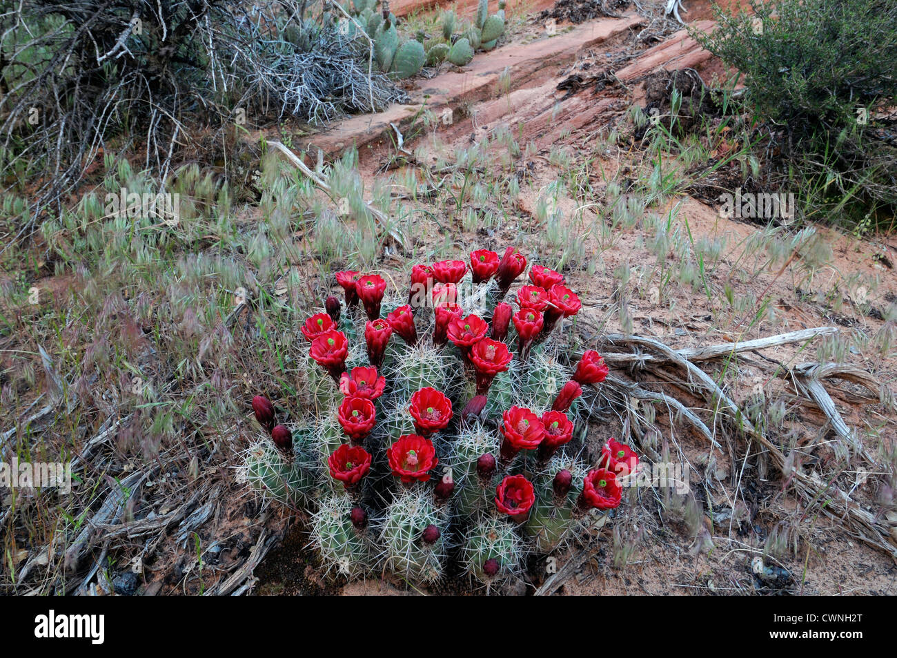 Echinocereus triglochidiatus Claret Cup Hedgehog Cactus Cactus fleur fleurs rouge fleur plante du désert Banque D'Images