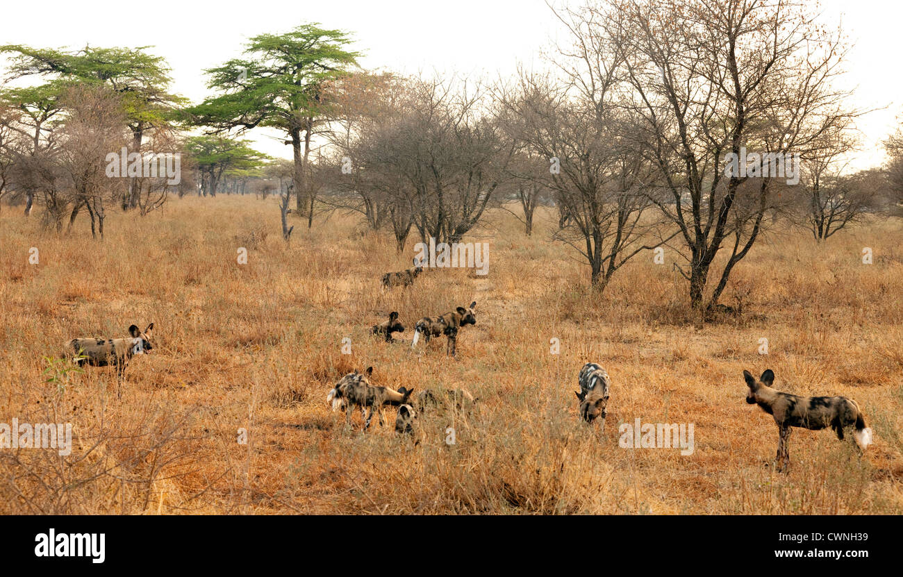 Un pack de Lycaons (Lycaon pictus), la chasse de Selous, Tanzanie Afrique Banque D'Images