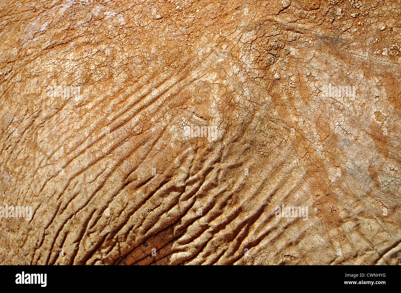 Photo macro à partir de la peau d'un éléphant d'Afrique. Banque D'Images