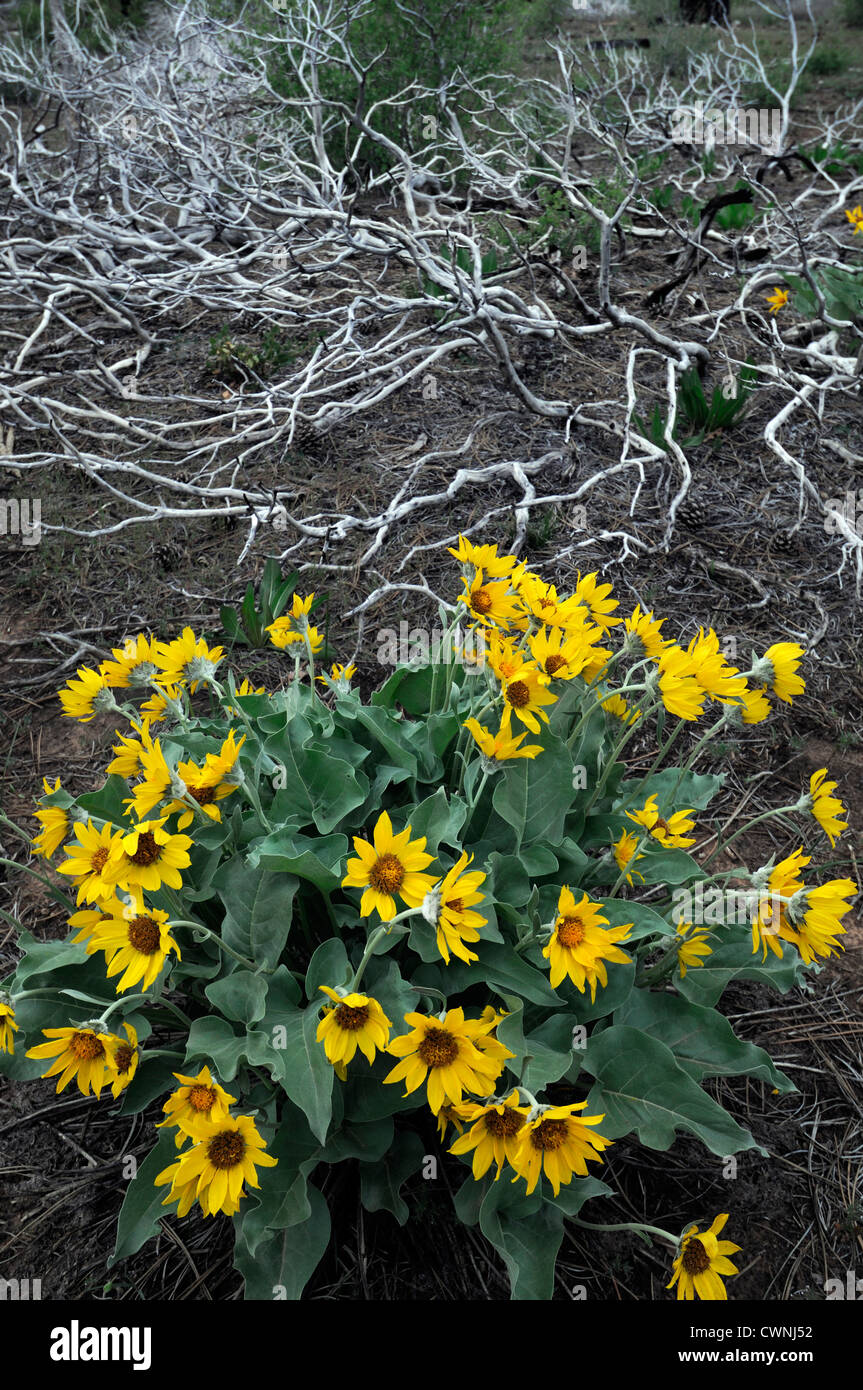 Mule mules baumier oreille wildflower racine Wyethia mollis Zion National Park Utah comme flower daisy jaune fleur Banque D'Images