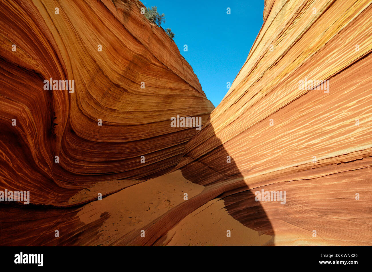 Formation de grès rouge tordu Rock La Vague North Coyote Buttes wilderness area paria de l'érosion de l'Utah geological Banque D'Images