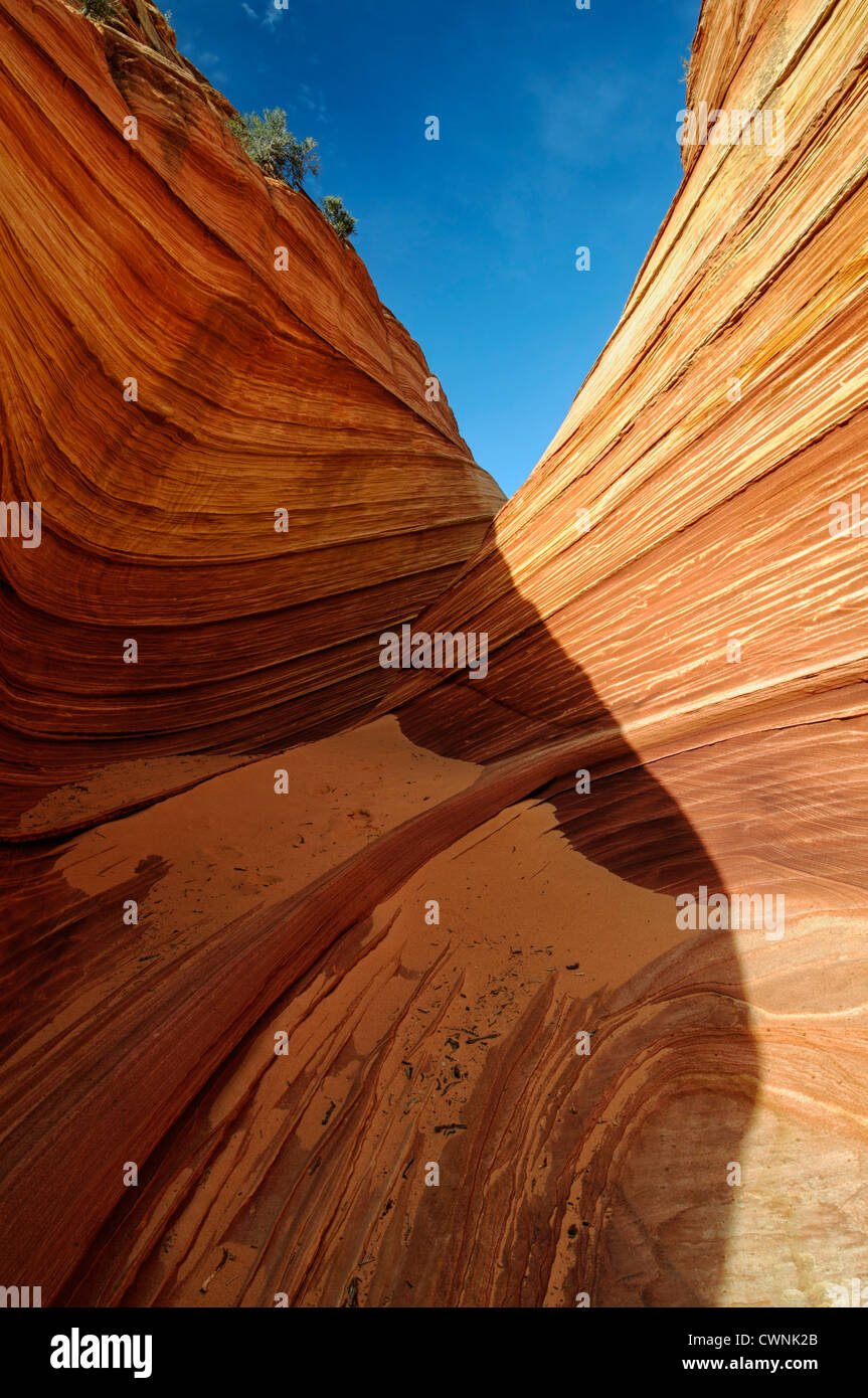 Formation de grès rouge tordu Rock La Vague North Coyote Buttes wilderness area paria de l'érosion de l'Utah geological Banque D'Images