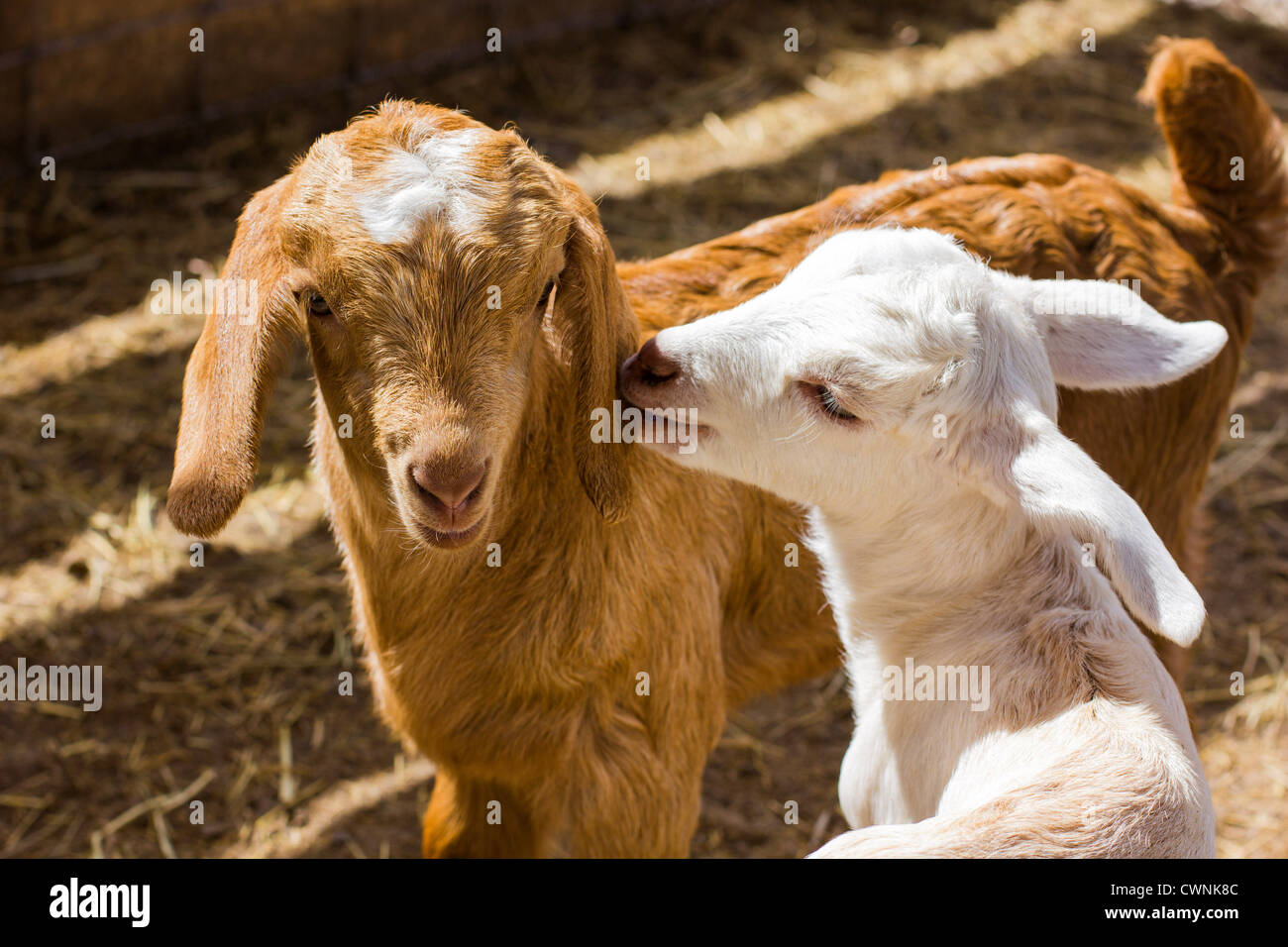 Jeunes chèvres jouent ensemble dans le paddock Banque D'Images
