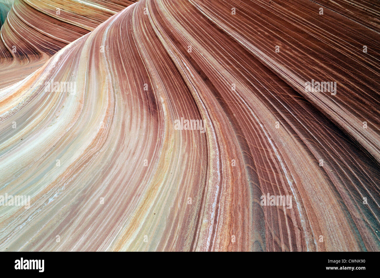 Formation de grès rouge tordu Rock La Vague North Coyote Buttes wilderness area paria de l'érosion de l'Utah geological Banque D'Images