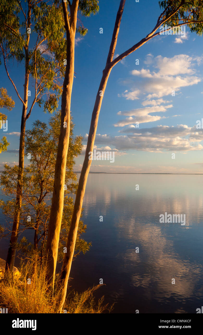 / Eucalyptus gum des arbres sur les rives du lac au coucher du soleil près de Emerald Maraboon Queensland Australie Banque D'Images