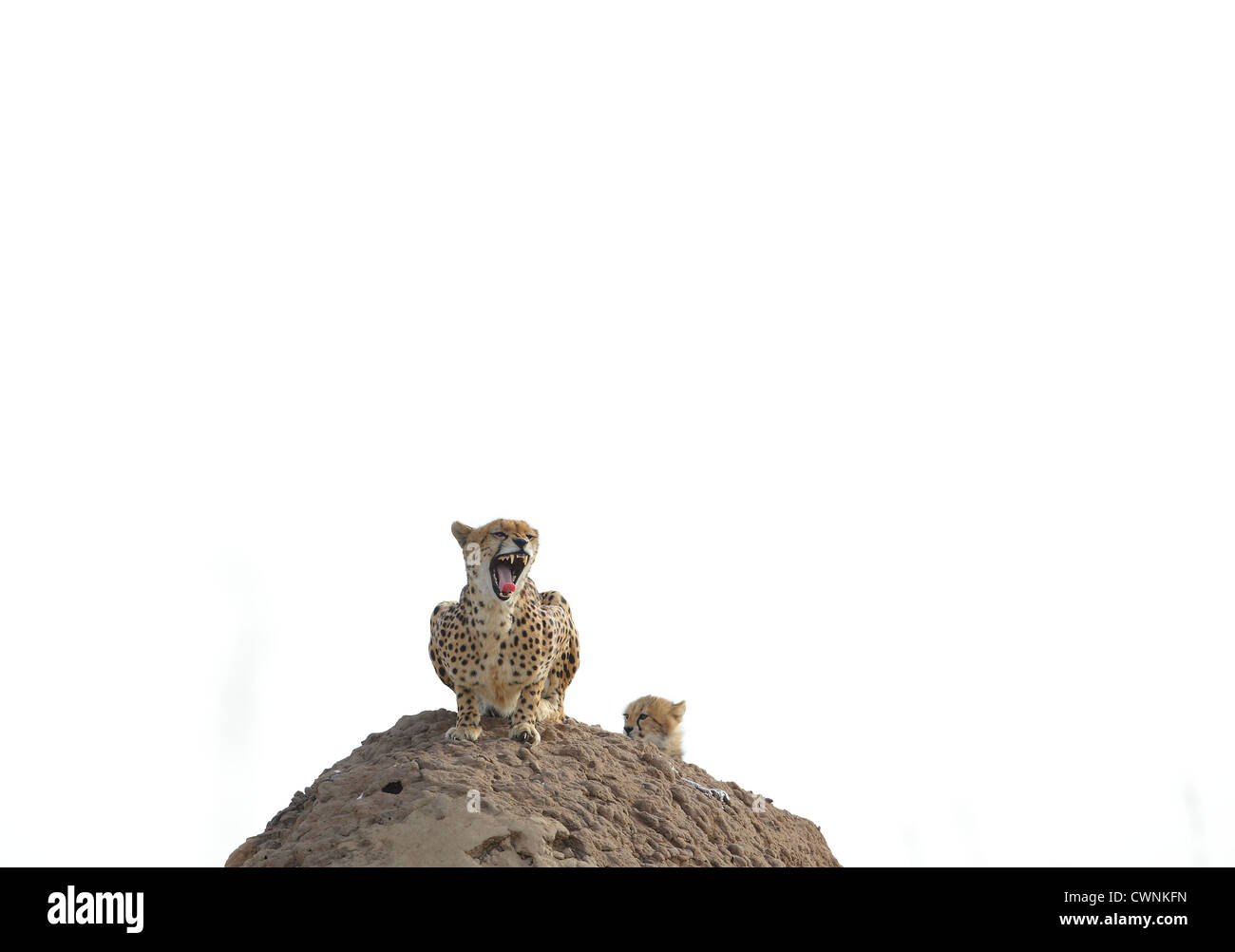 Le Guépard (Acinonyx jubatus) du Parc National de Masai Mara Banque D'Images