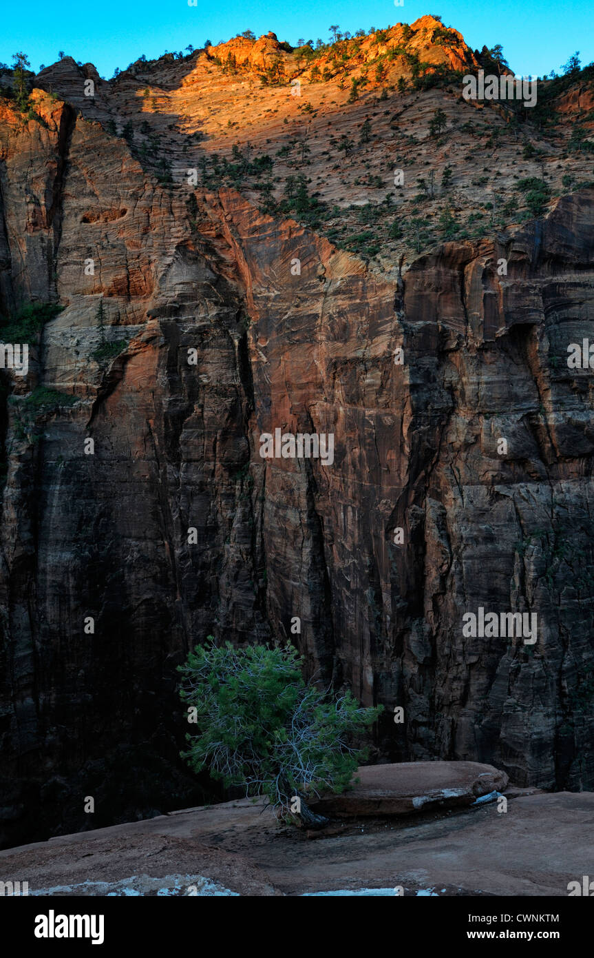 Lever de Soleil sur le canyon overlook trail Zion National Park Utah le pin solitaire Banque D'Images