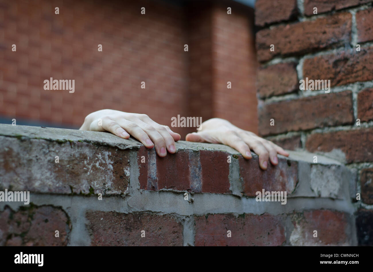 Une paire de jeunes mains agrippant sur le haut d'un mur de brique rouge, avec un autre mur d'un bâtiment à l'arrière-plan. Banque D'Images