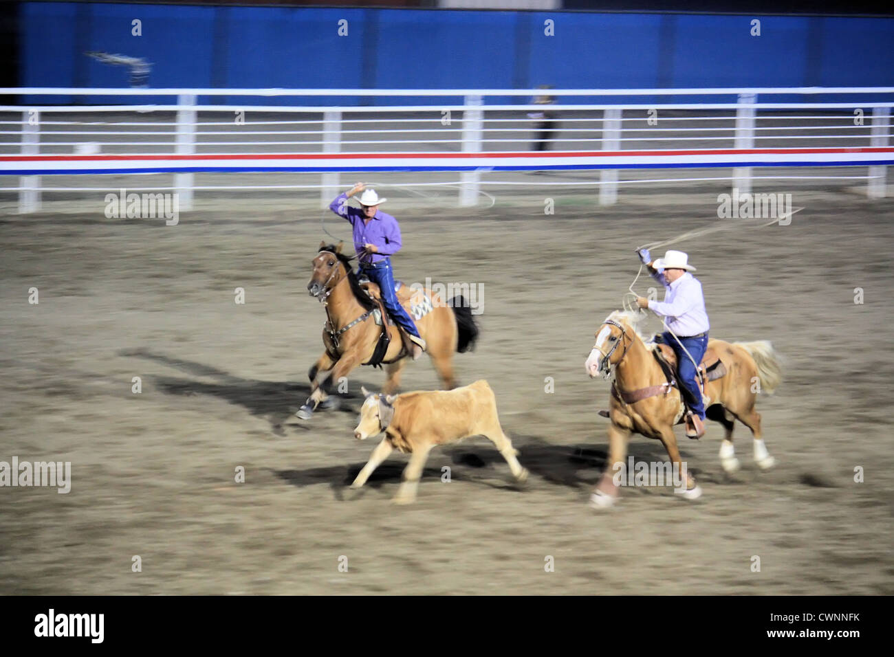 Team roping, Cody Nite rodeo, Cody, Wyoming, USA Banque D'Images