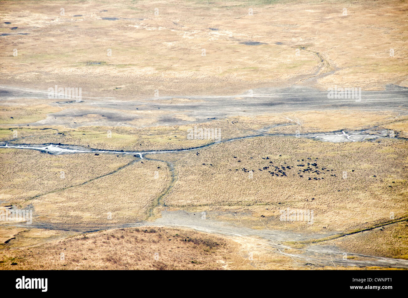 CRATÈRE DU NGORONGORO, Tanzanie — une vue surélevée d'une partie du fond du cratère du cratère du Ngorongoro dans la zone de conservation de Ngorongoro, qui fait partie du circuit nord de la Tanzanie des parcs nationaux et des réserves naturelles. Banque D'Images