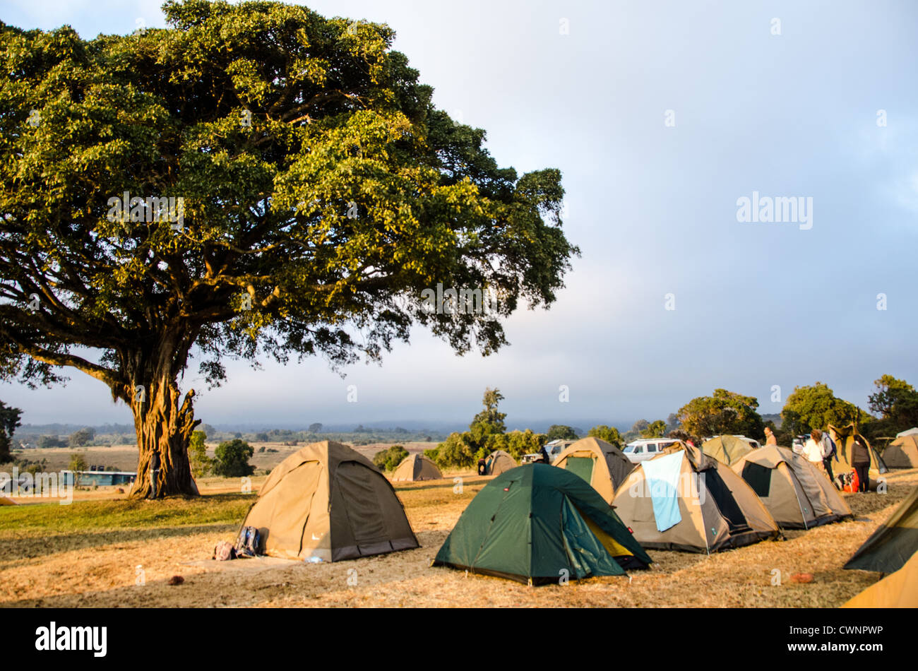 CRATÈRE DU NGORONGORO, Tanzanie — la lumière de la fin de l’après-midi illumine les tentes du camping Simba, positionnées sur le bord du cratère du Ngorongoro dans la zone de conservation de Ngorongoro. Le camping surplombe la plus grande caldeira volcanique inactive du monde, qui s'étend sur environ 260 kilomètres carrés et sert de sanctuaire naturel pour la faune. La zone de conservation de Ngorongoro fait partie du circuit safari nord de la Tanzanie, englobant à la fois le cratère et les hautes terres environnantes. Ce site classé au patrimoine mondial de l'UNESCO protège l'une des populations sauvages les plus concentrées d'Afrique, y compris les Big Five spe Banque D'Images
