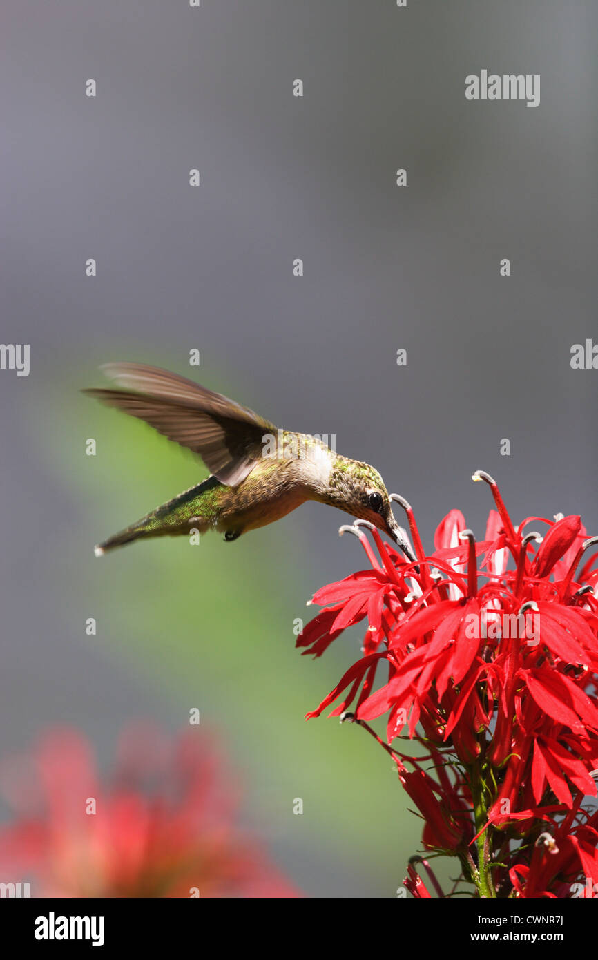 Colibri à gorge rubis (Archilochus colubris) sur lobélie cardinale (Lobelia cardinalis ) à Richmond, Virginie, USA Banque D'Images