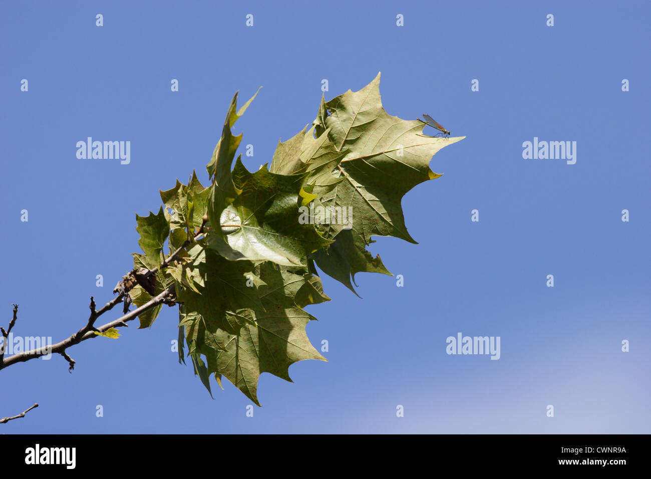 Sycamore leaves against blue sky Banque D'Images