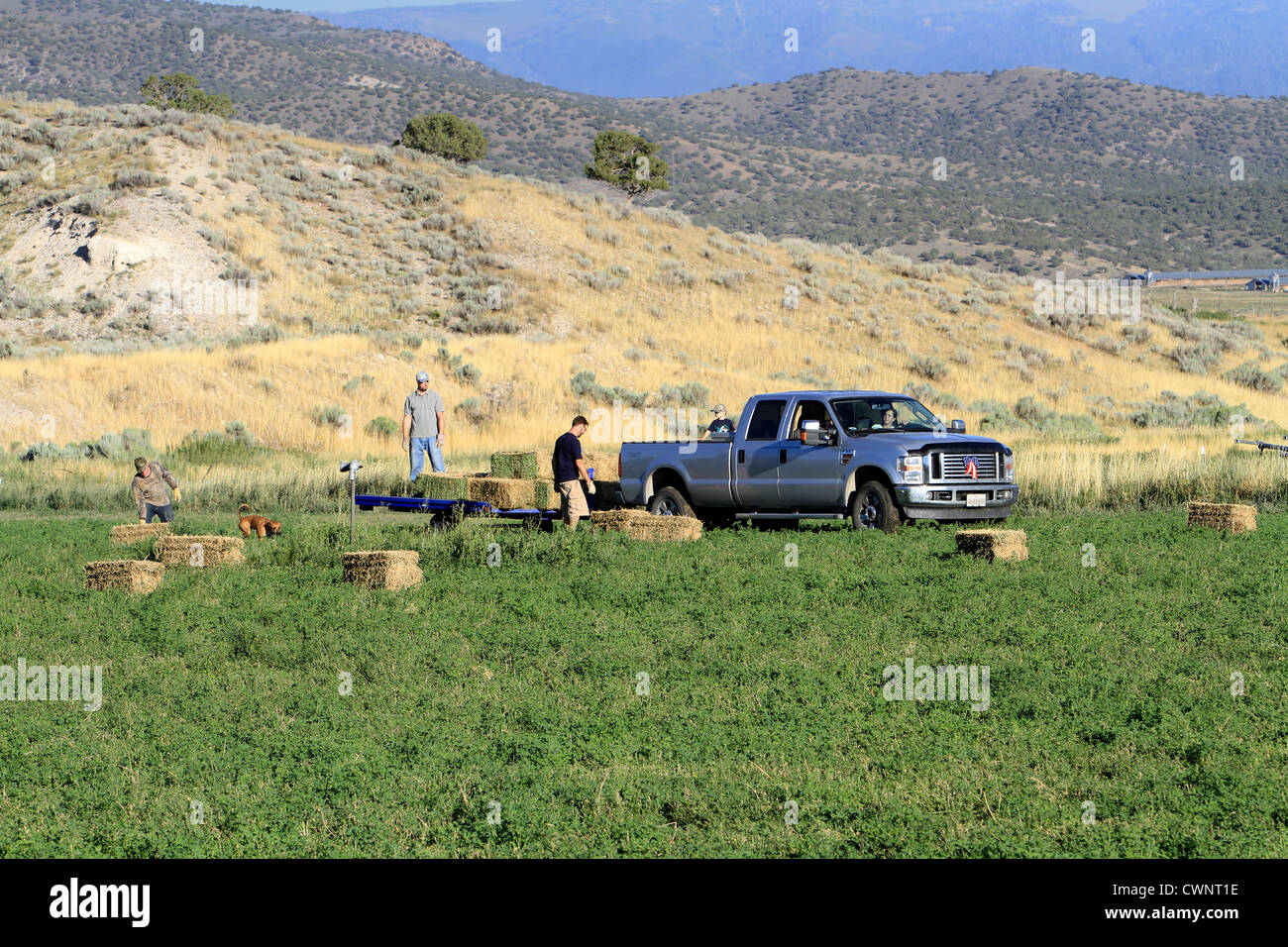 Chargement de foin alphalpha agriculteurs sur une remorque à plateau tiré par un camion. Banque D'Images