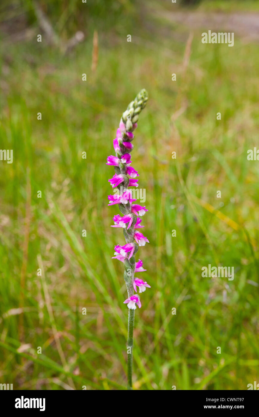 Spirale rose orchidée, Spiranthes australis, Toundra Nature Reserve, NSW, Australie Banque D'Images